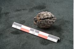 Foto (Seitenansicht) von Phymatocaryon mackayi F.V. Mueller (NHMW-GEO-2024-0188-10433)